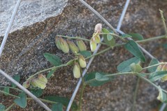 Crotalaria evolvuloides